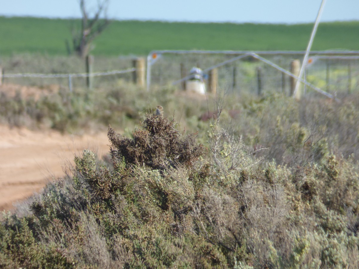 Rufous Fieldwren - ML613910731