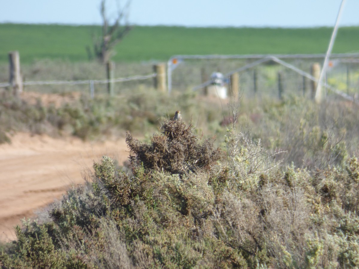 Rufous Fieldwren - ML613910732