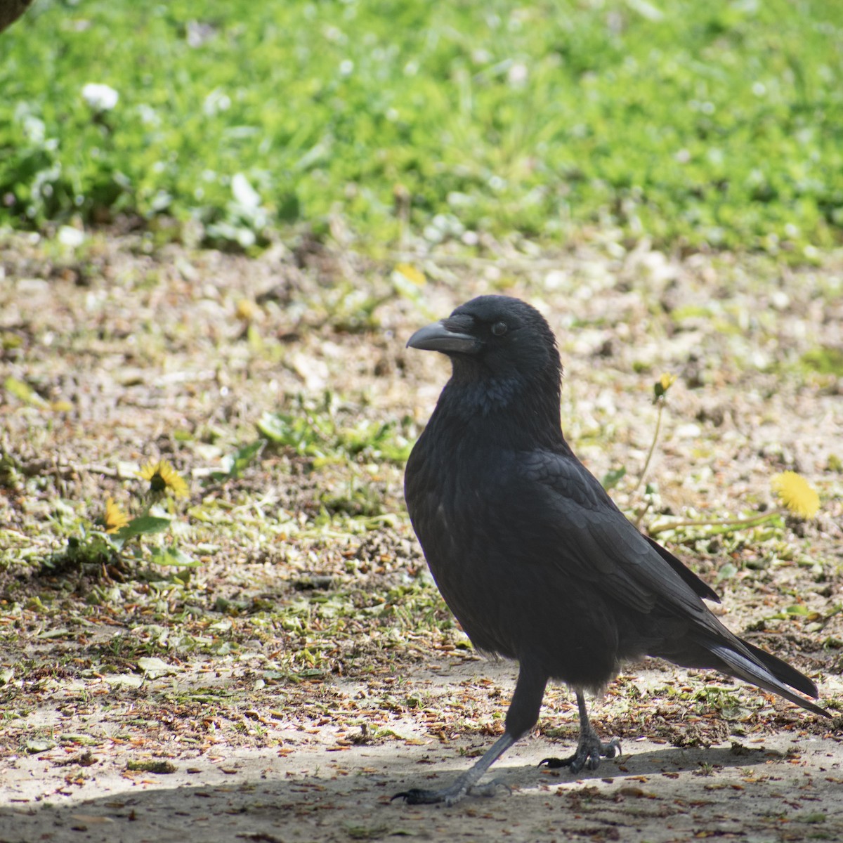 Carrion Crow - ML613910735