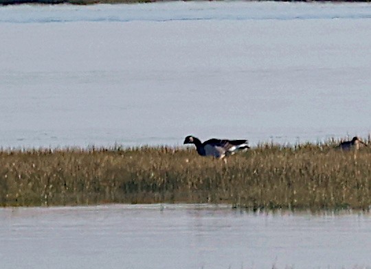 Barnacle Goose - José Gravato