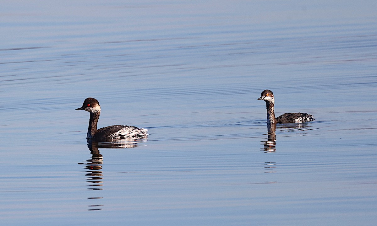 Eared Grebe - José Gravato