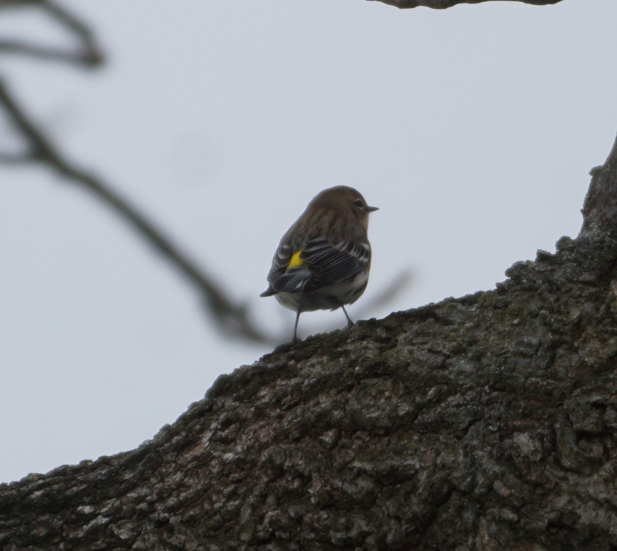 Yellow-rumped Warbler - ML613910770