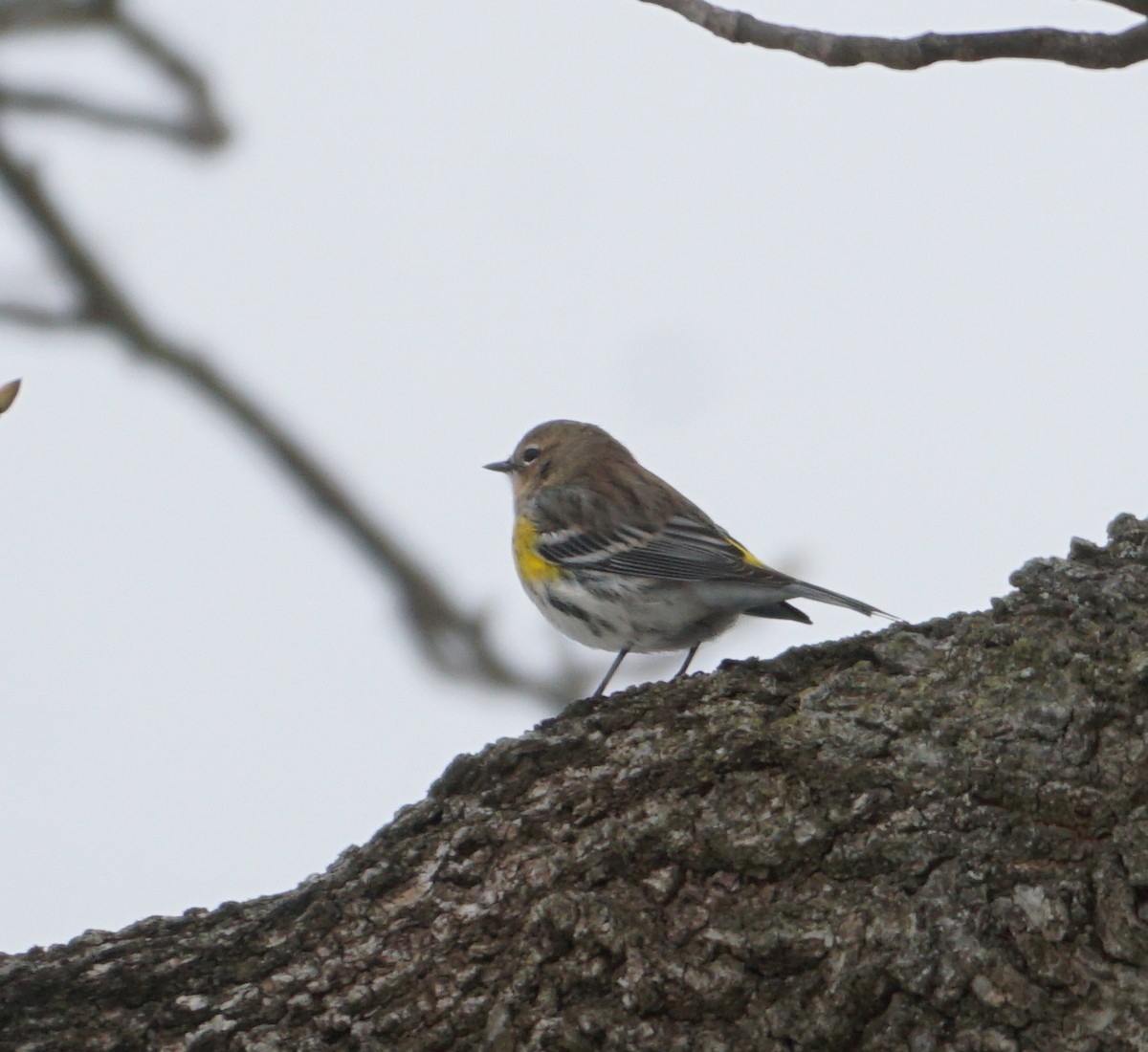 Yellow-rumped Warbler - ML613910771