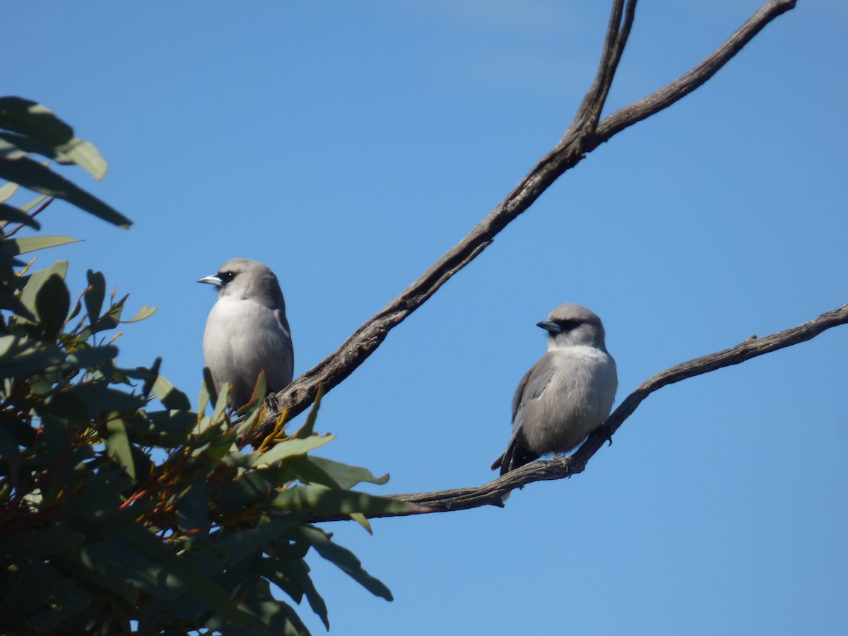 Black-faced Woodswallow - ML613910788