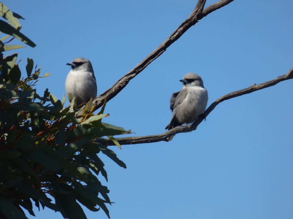 Black-faced Woodswallow - ML613910789