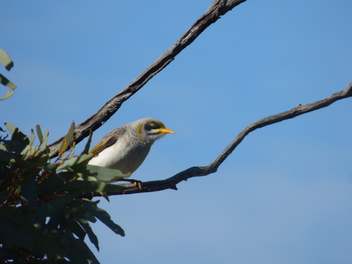 Yellow-throated Miner - ML613910821