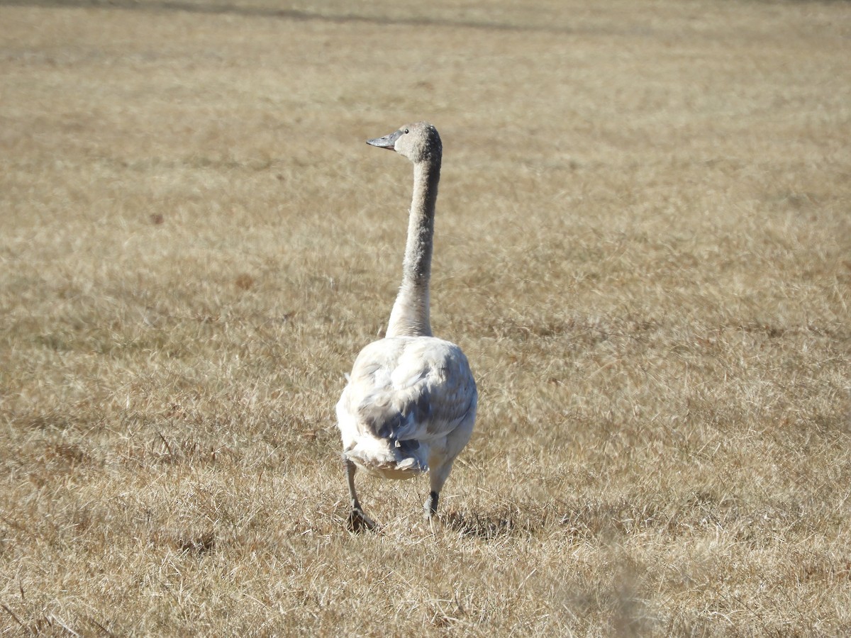 Trumpeter Swan - ML613910836