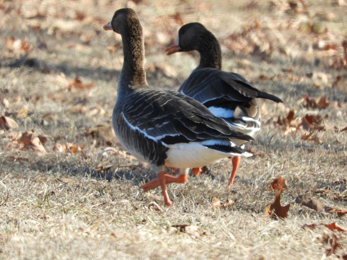 Greater White-fronted Goose - ML613910852