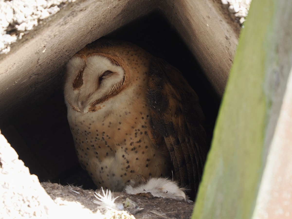 Barn Owl - ML613910973