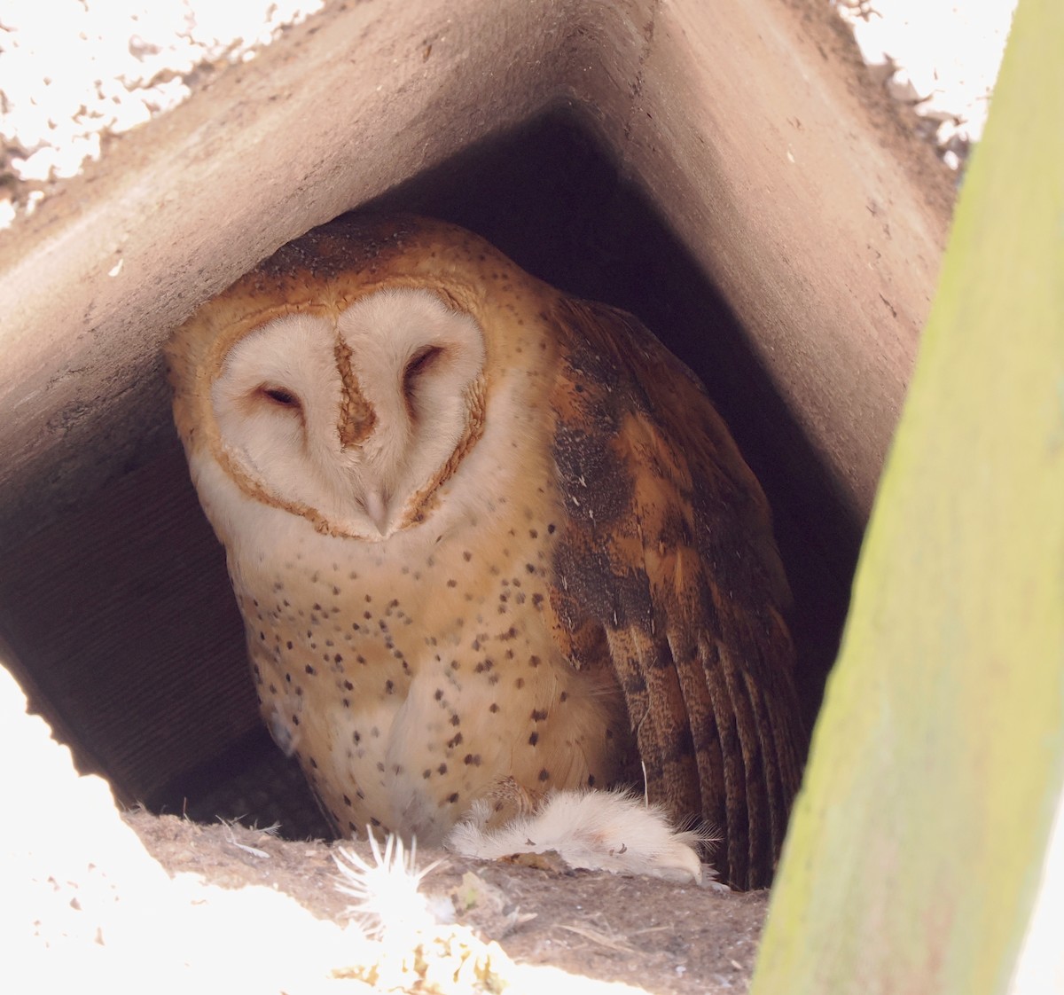 Barn Owl - ML613910975