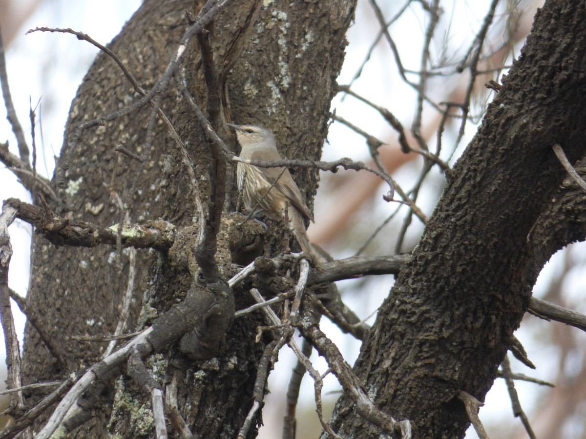 Brown Treecreeper - ML613910979