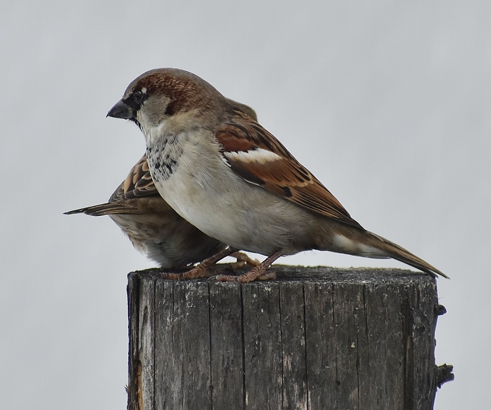 House Sparrow - Regis Fortin