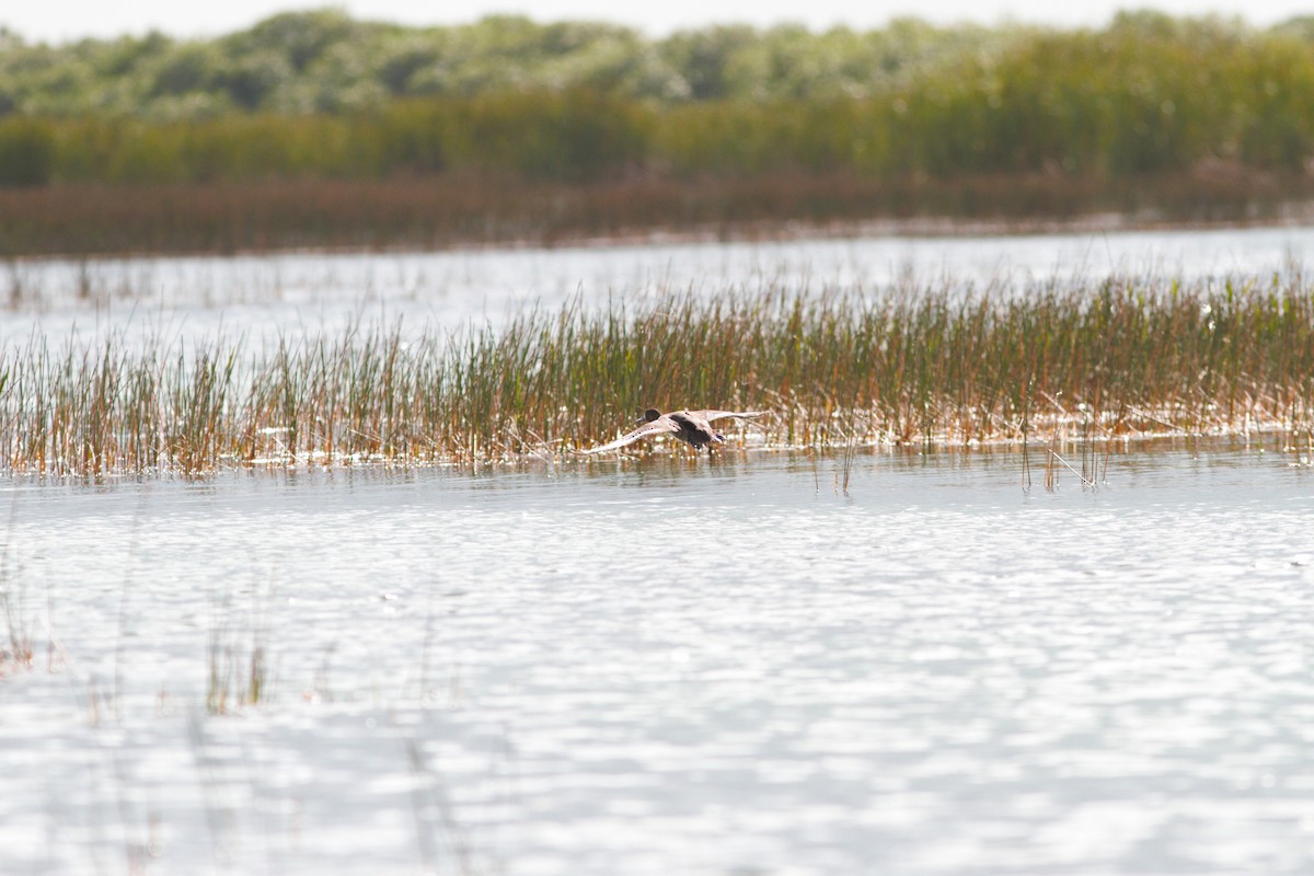 Lesser Scaup - ML613911044