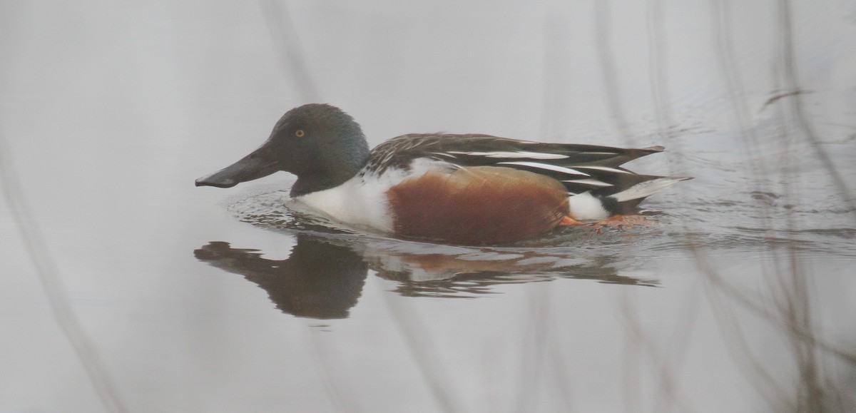 Northern Shoveler - ML613911090