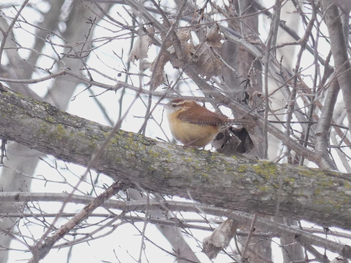 Carolina Wren - ML613911111