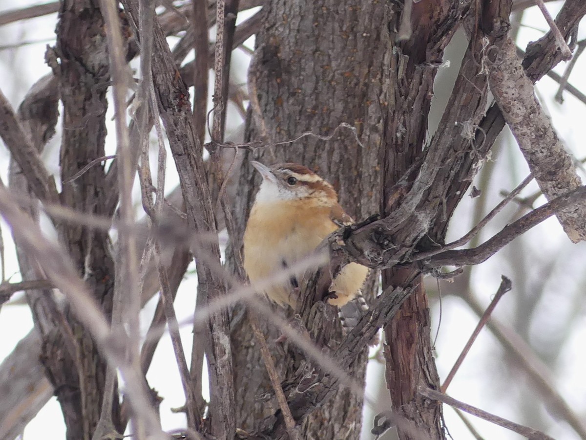 Carolina Wren - Alain Sylvain