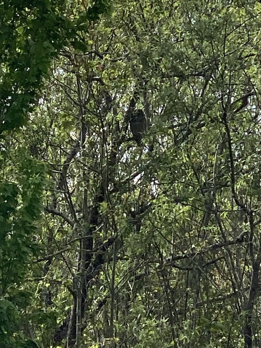 Barred Owl - ML613911161