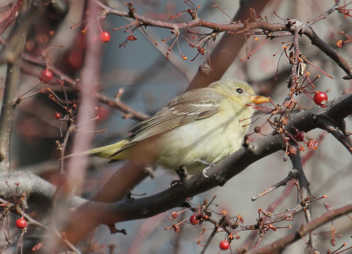 Western Tanager - ML613911173