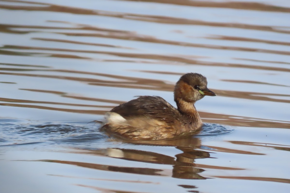 Little Grebe - ML613911182