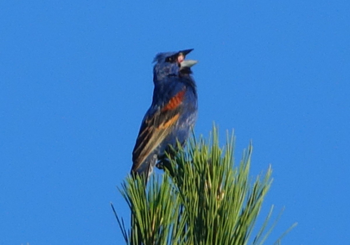 Blue Grosbeak - ML61391121