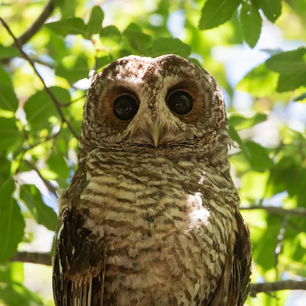 Rufous-legged Owl - ML613911277