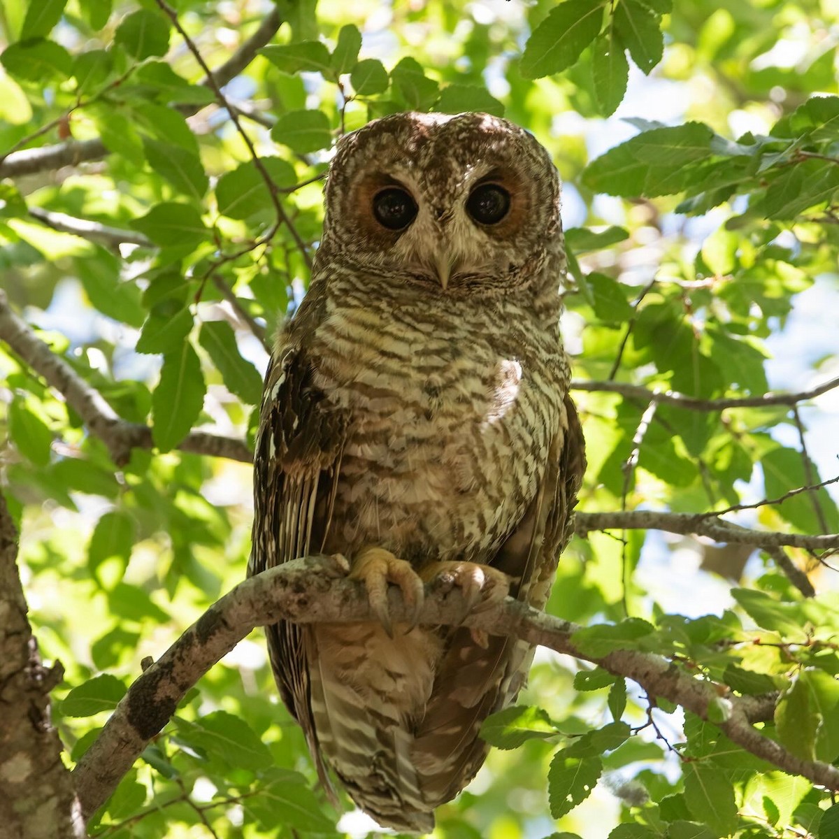 Rufous-legged Owl - ML613911278