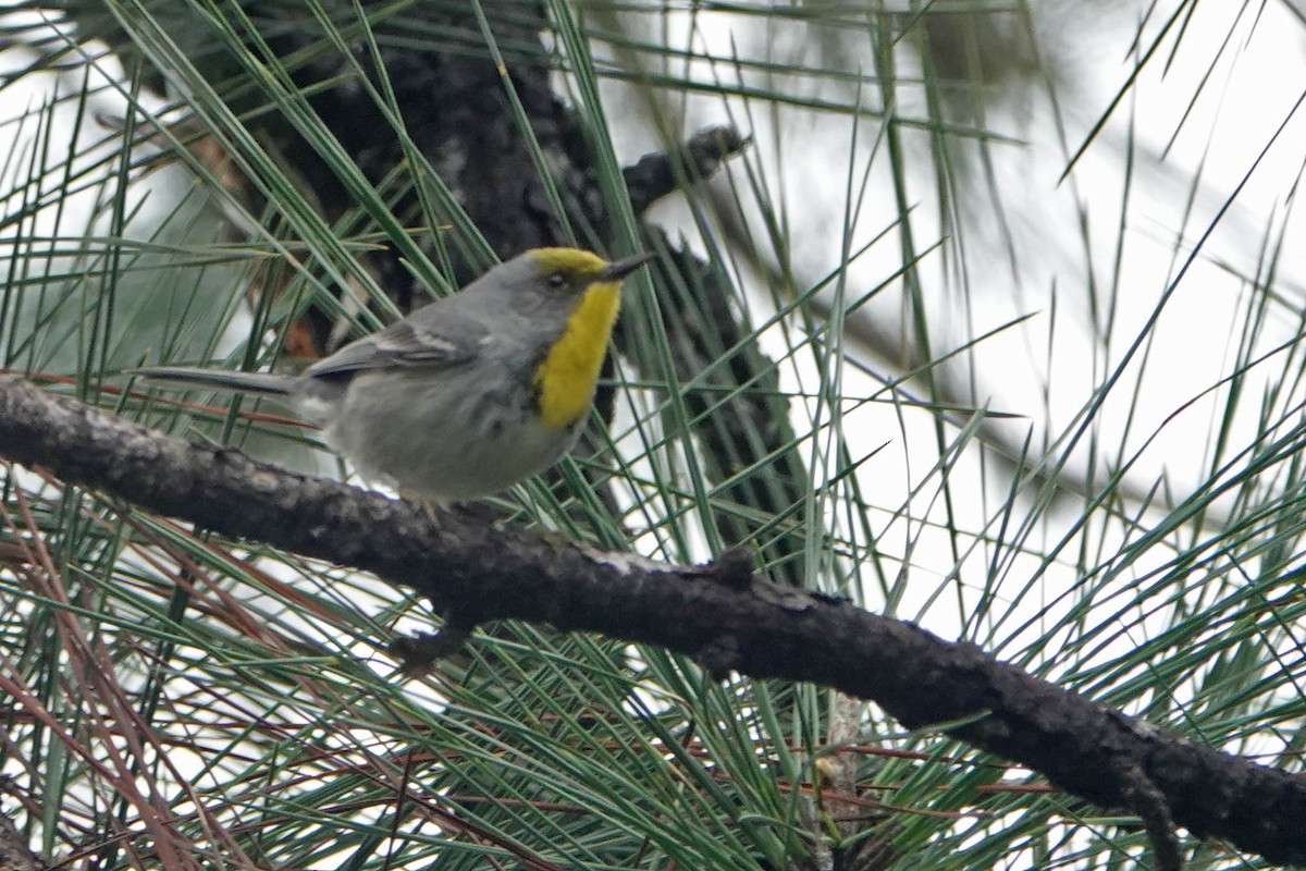 Olive-capped Warbler - Sergio Tomey