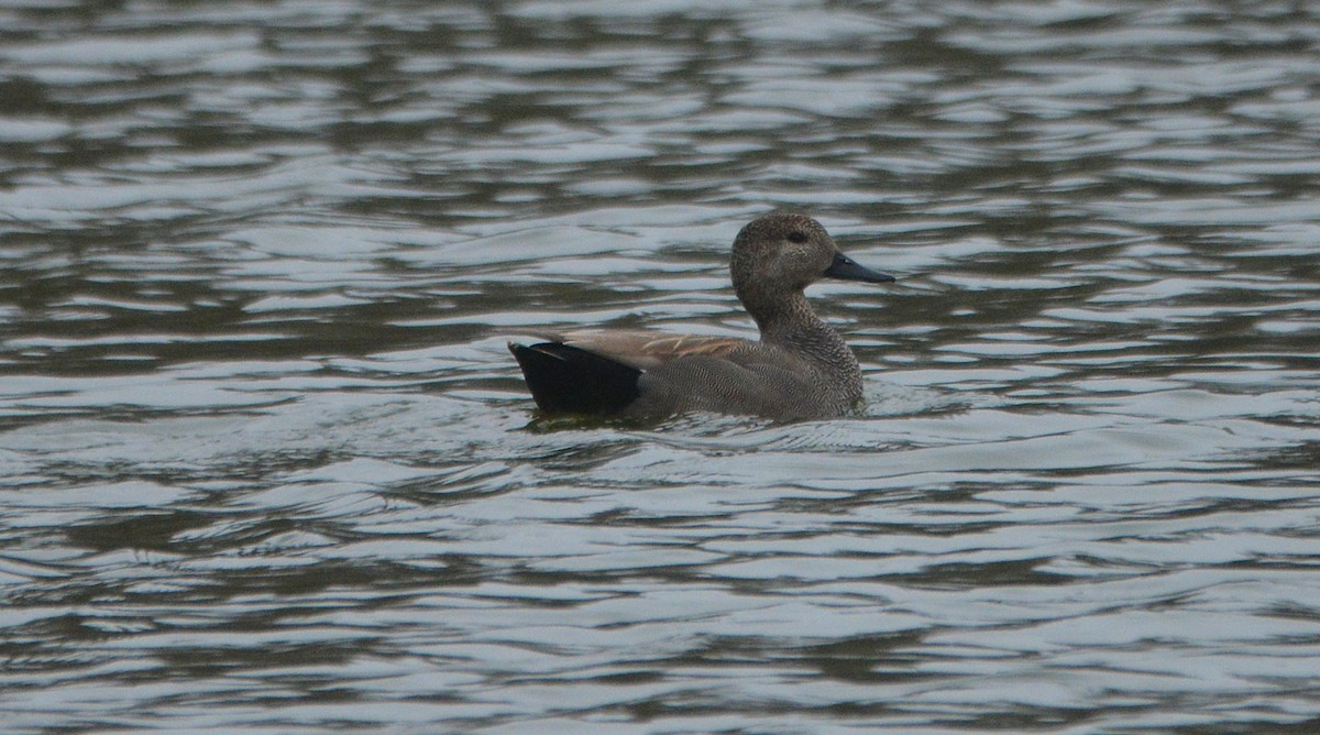 Gadwall - ML613911388