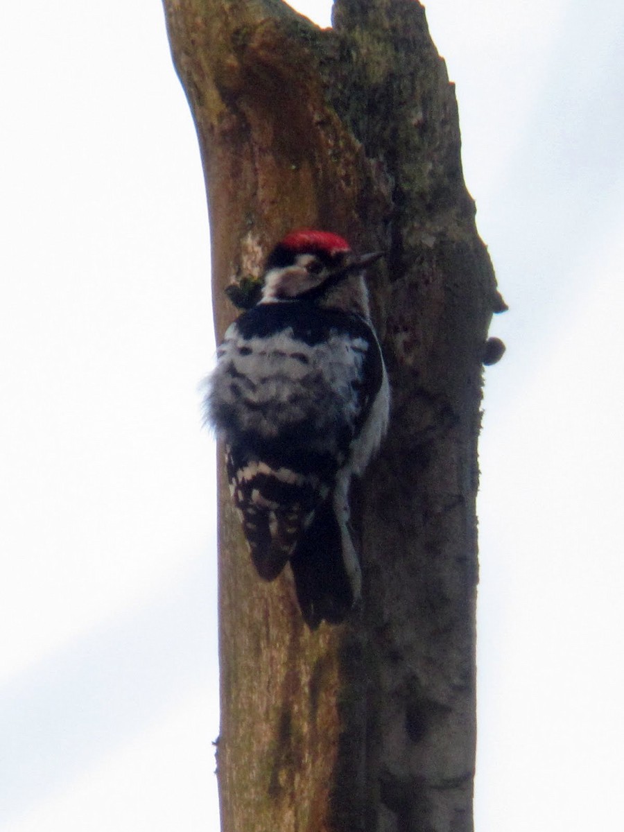 Lesser Spotted Woodpecker - ML613911415