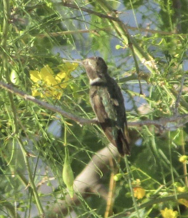 Broad-tailed Hummingbird - ML613911487
