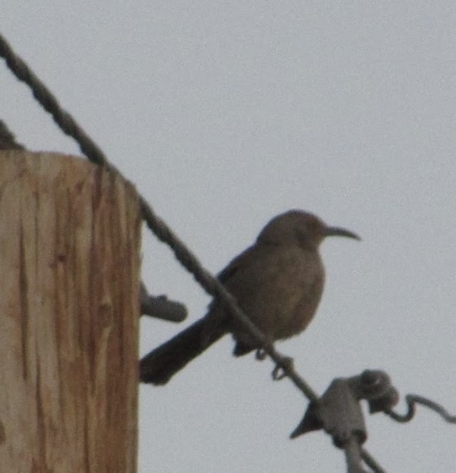 Curve-billed Thrasher (palmeri Group) - ML613911500