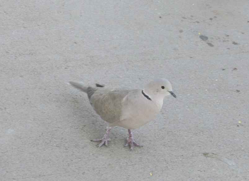 Eurasian Collared-Dove - ML613911528