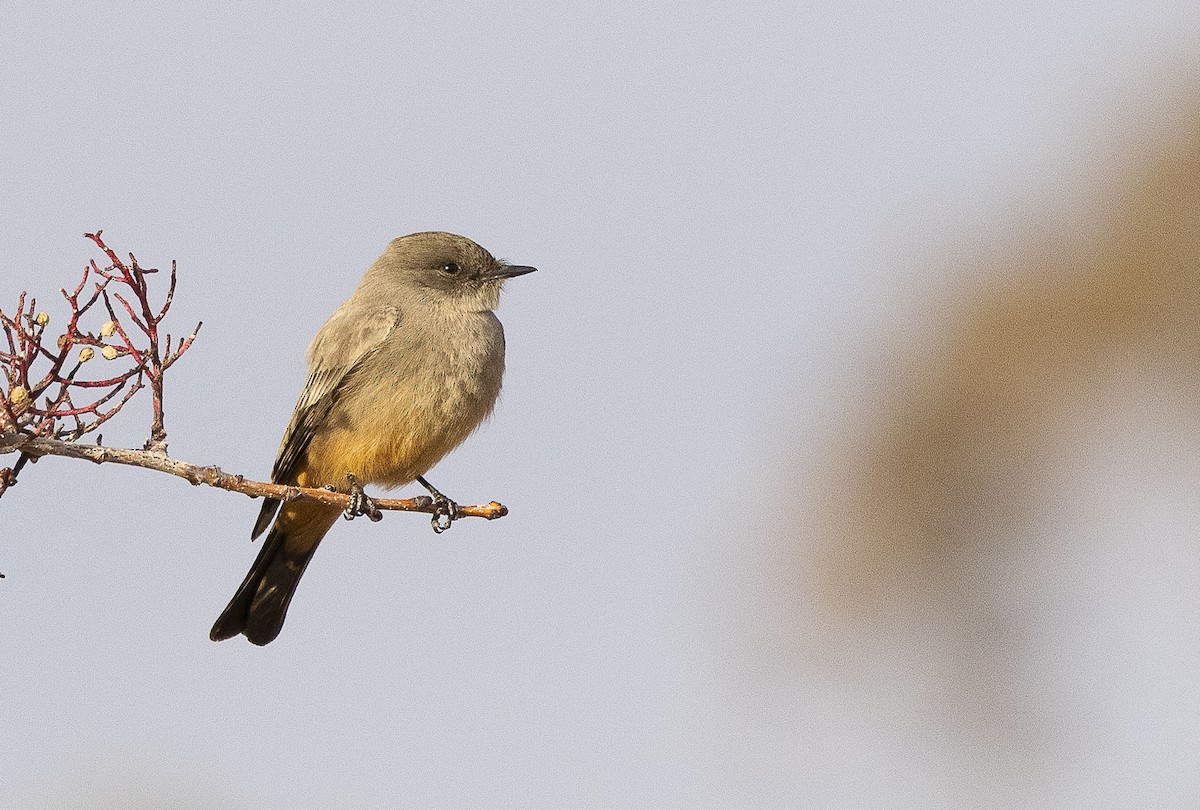 Say's Phoebe - ML613911562