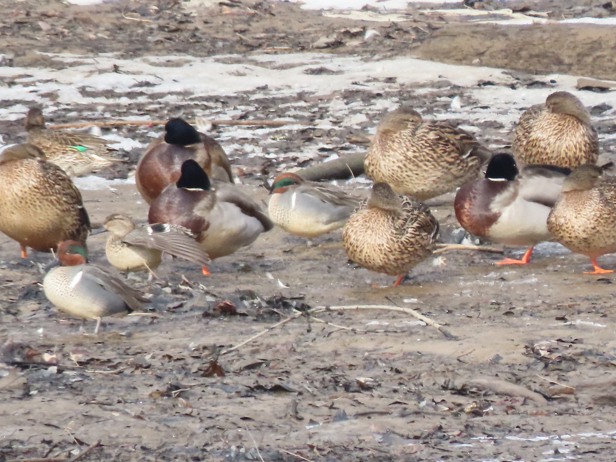 Green-winged Teal - ML613911588