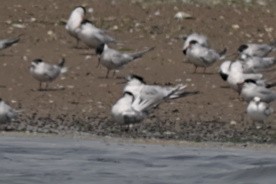 Sandwich Tern - ML613911607