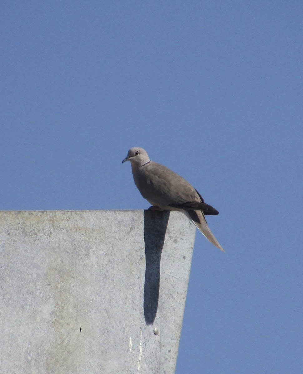 Eurasian Collared-Dove - ML613911689