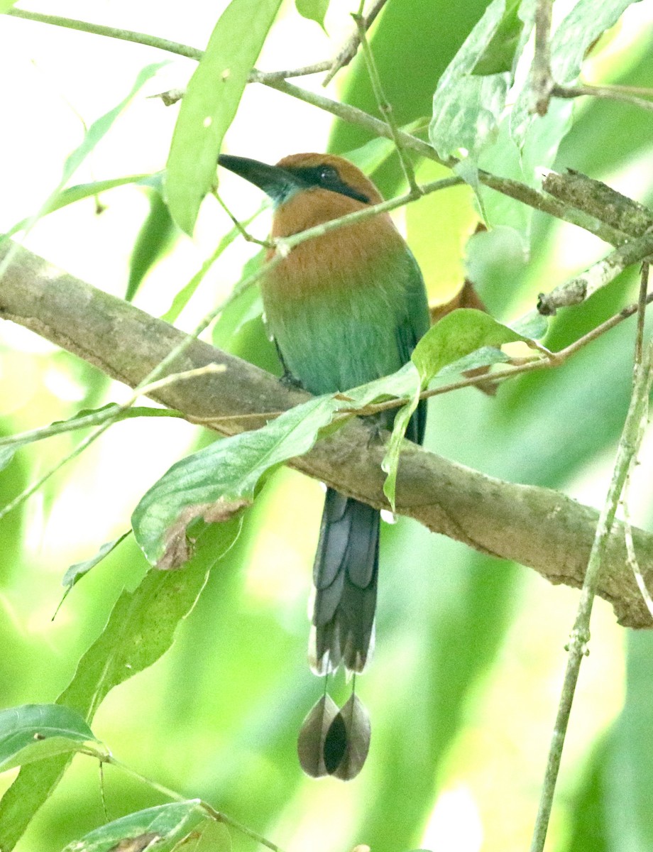 Broad-billed Motmot - ML613911695