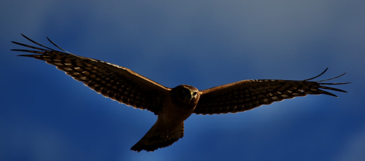 Northern Harrier - ML613911719