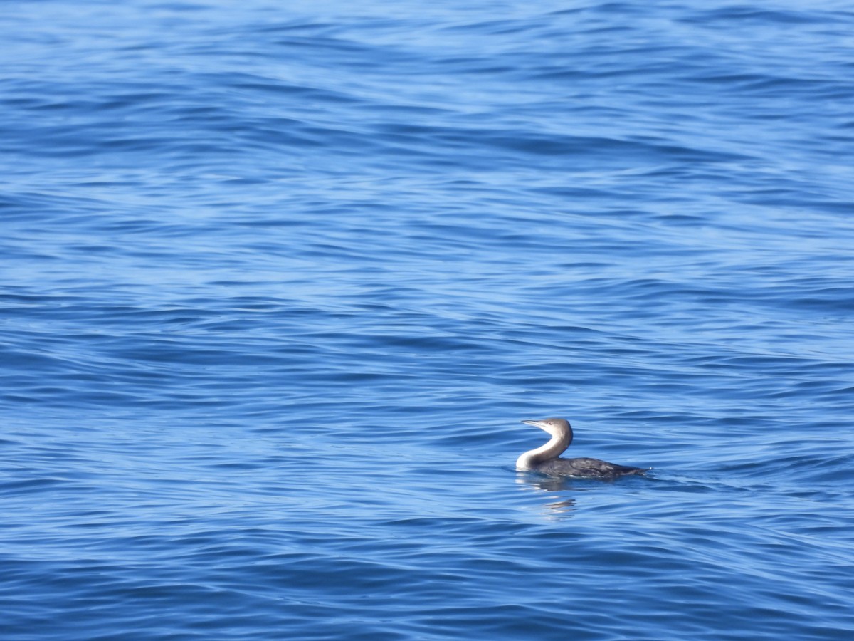 Arctic/Pacific Loon - ML613911730