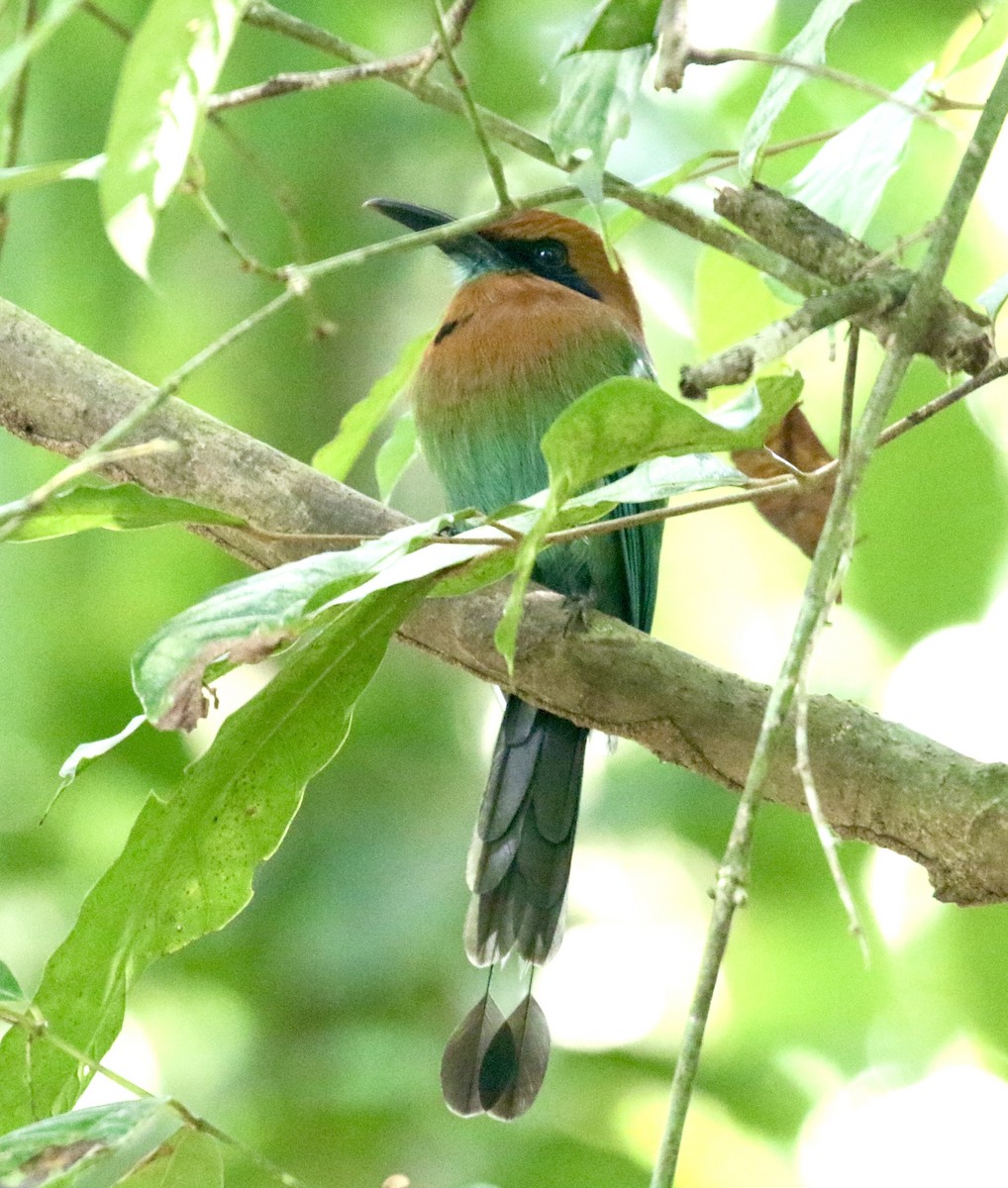 Broad-billed Motmot - ML613911731