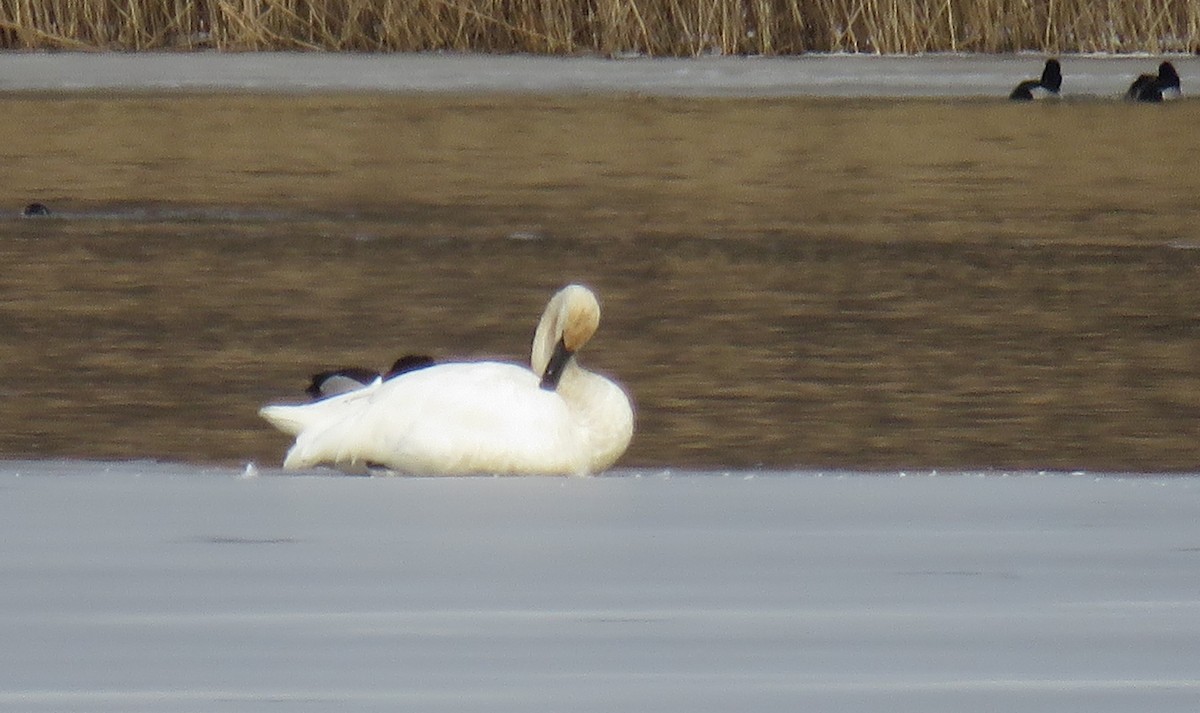 Trumpeter Swan - AUDREY DOROFY