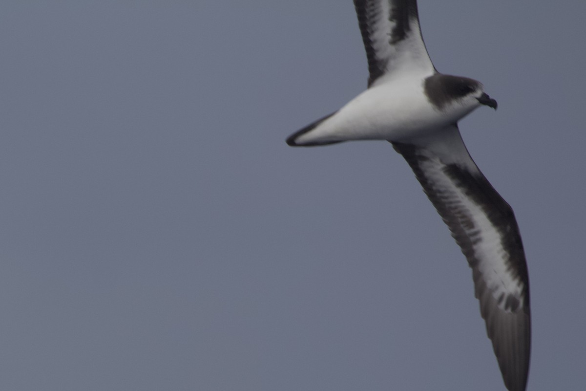 Bermuda Petrel - ML613911797