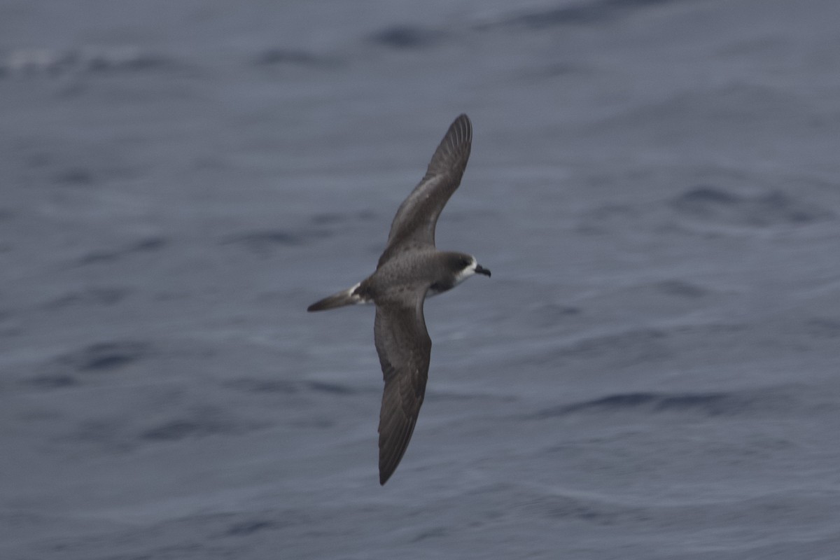 Bermuda Petrel - ML613911818