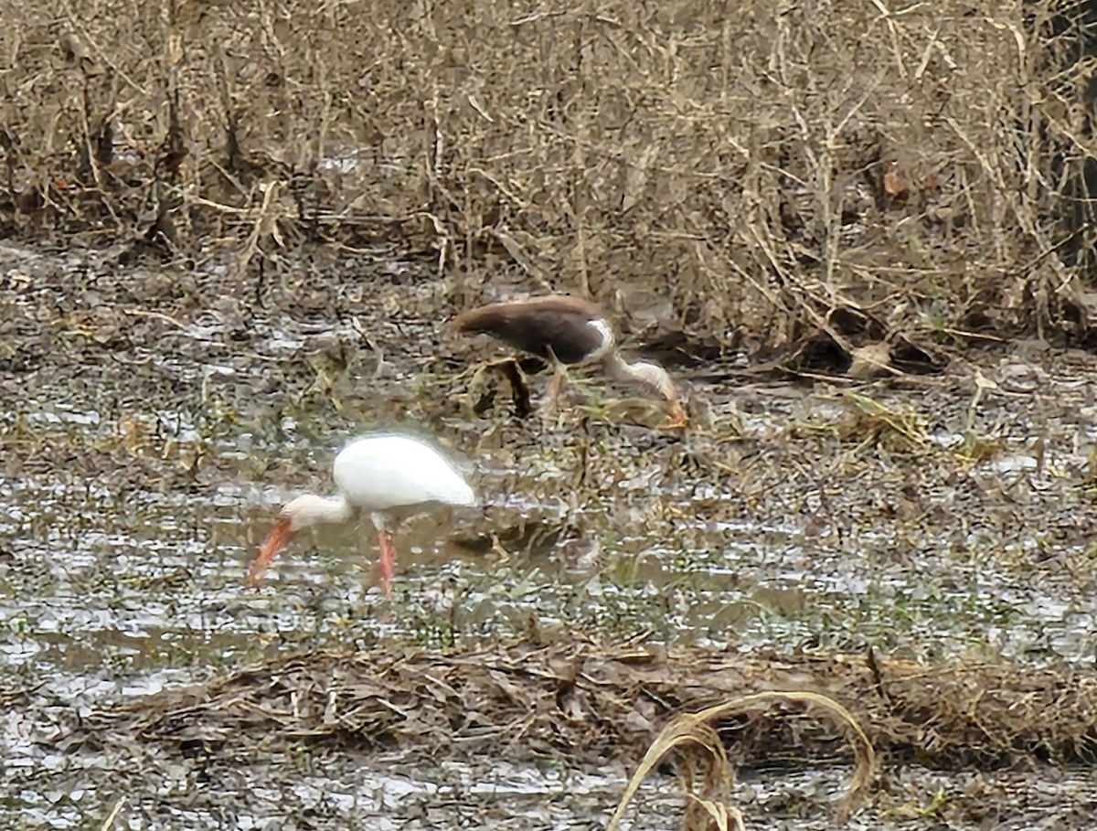 White Ibis - ML613911838