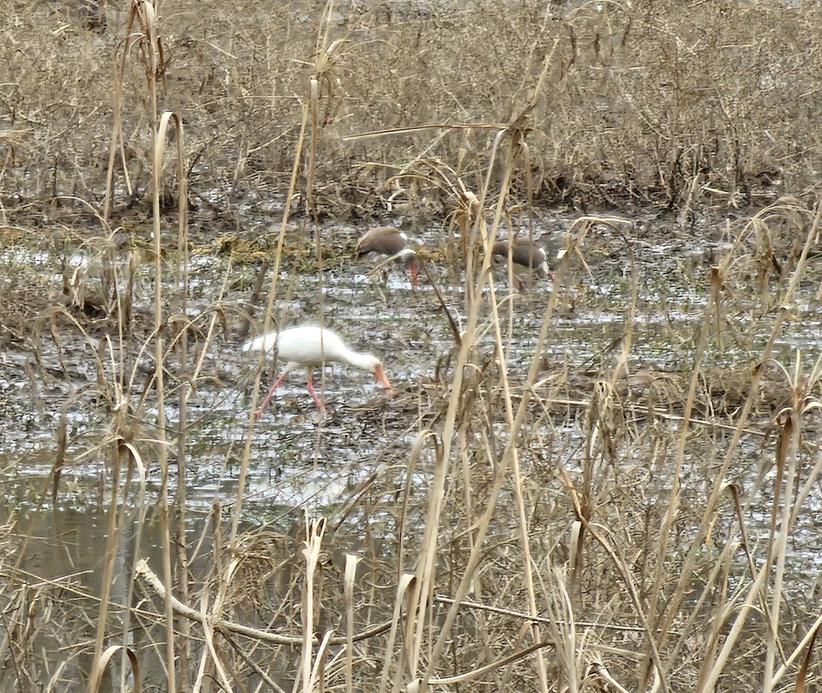 White Ibis - ML613911839