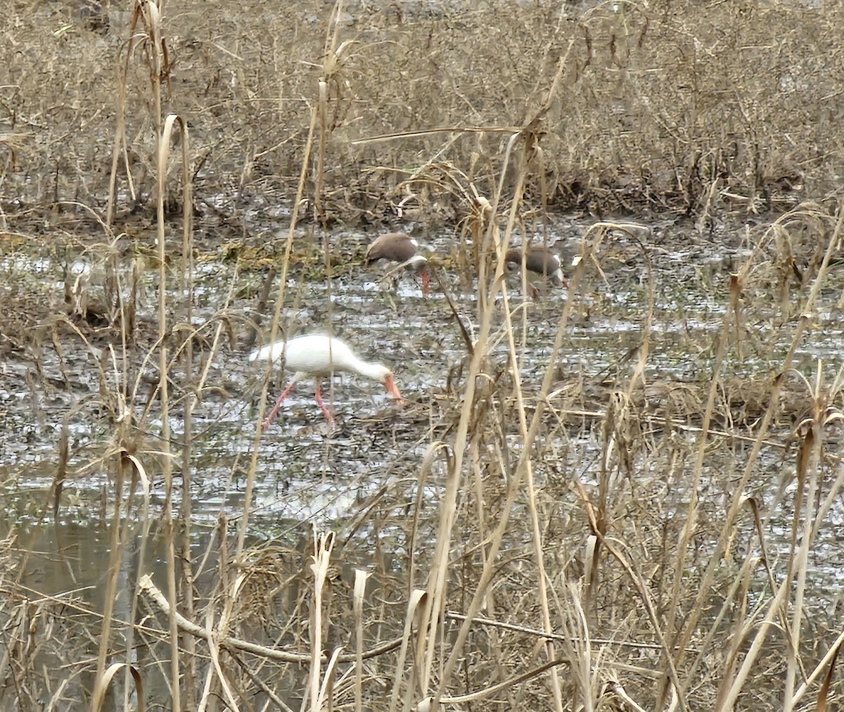 ibis bílý - ML613911839