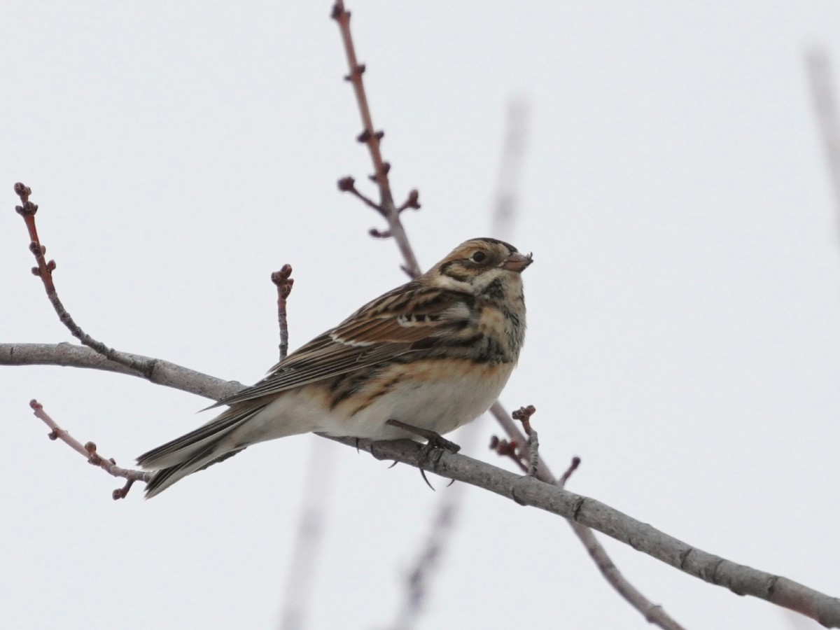 Lapland Longspur - ML613911851