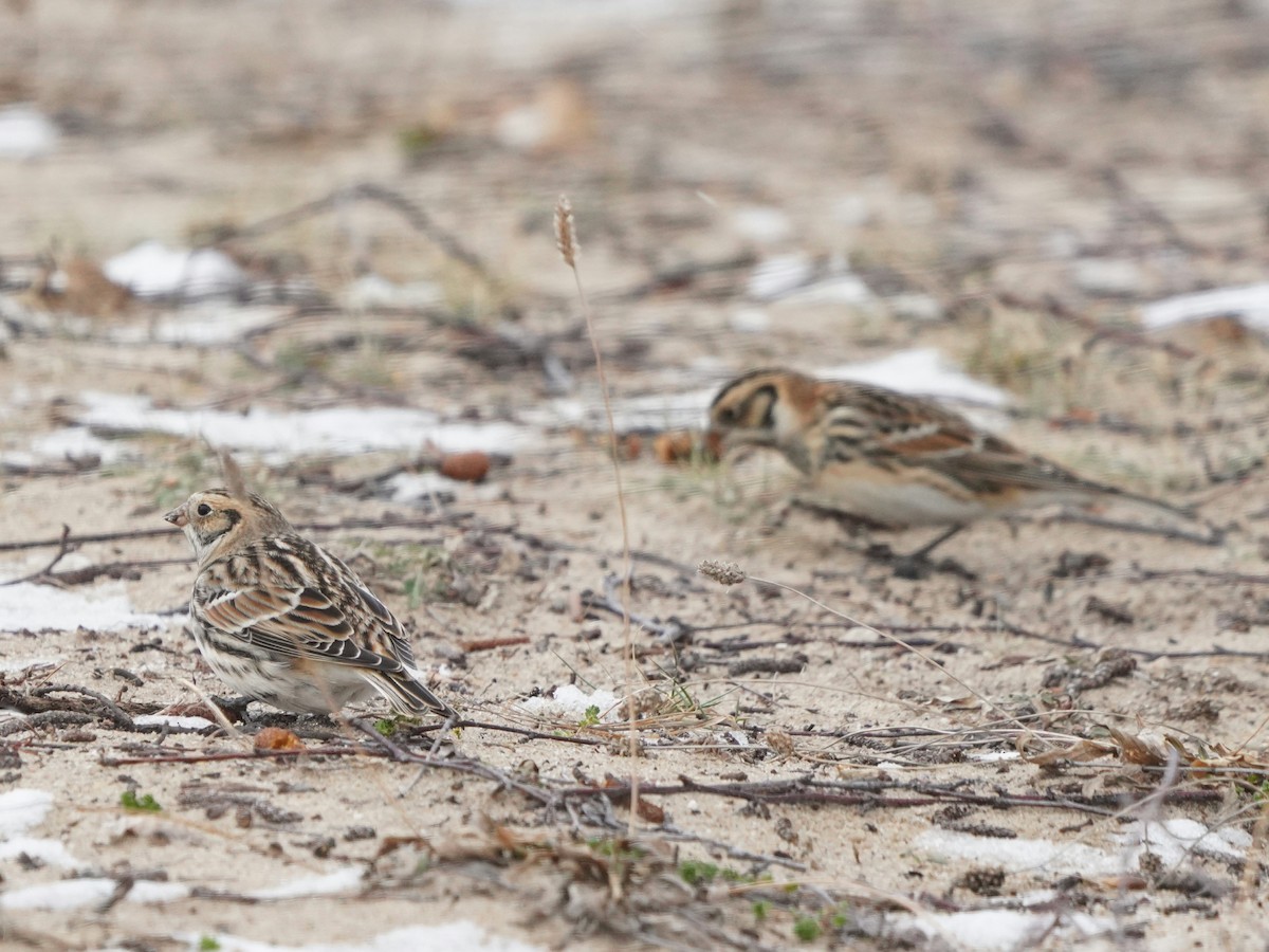 Lapland Longspur - ML613911862