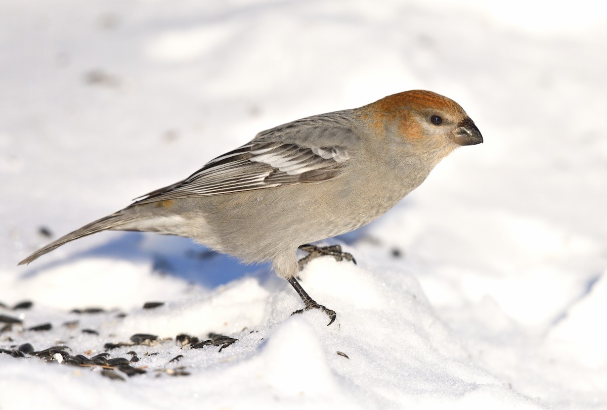 Pine Grosbeak - Timothy Piranian