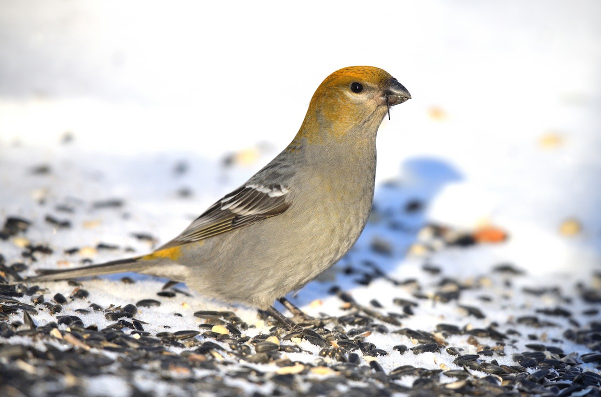 Pine Grosbeak - Timothy Piranian